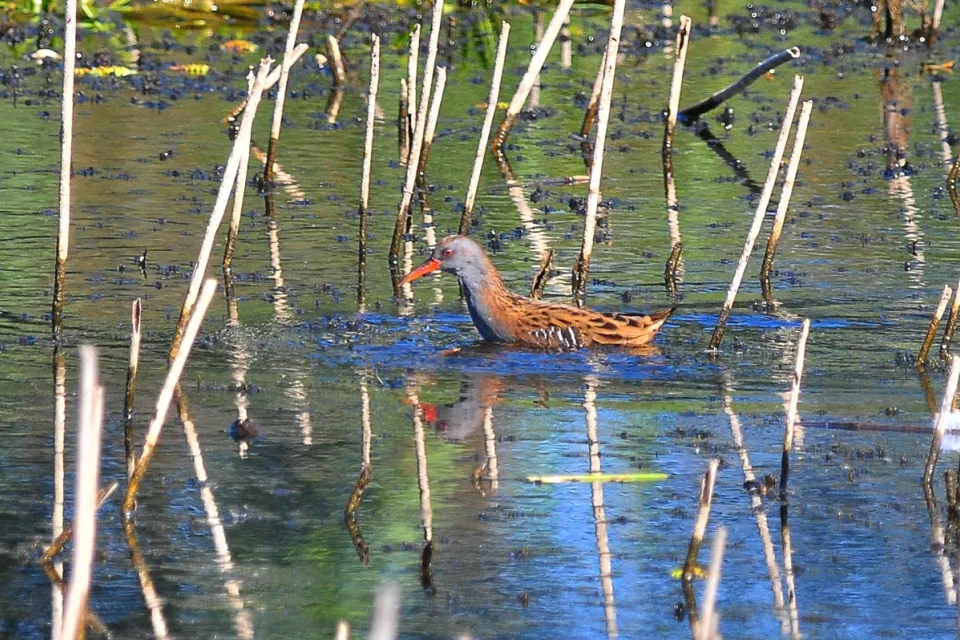 Rallus aquaticus