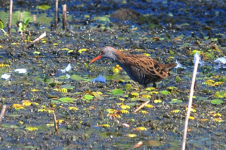Rallus aquaticus