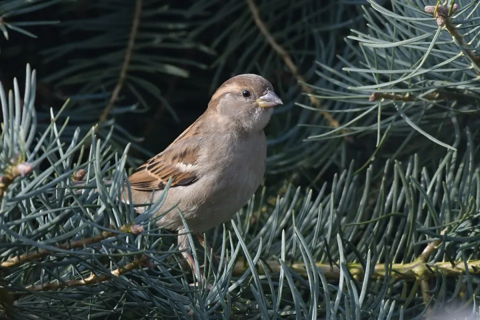 Wróbel