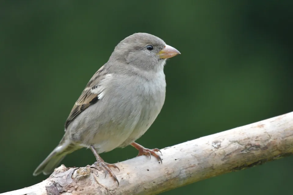 Passer domesticus