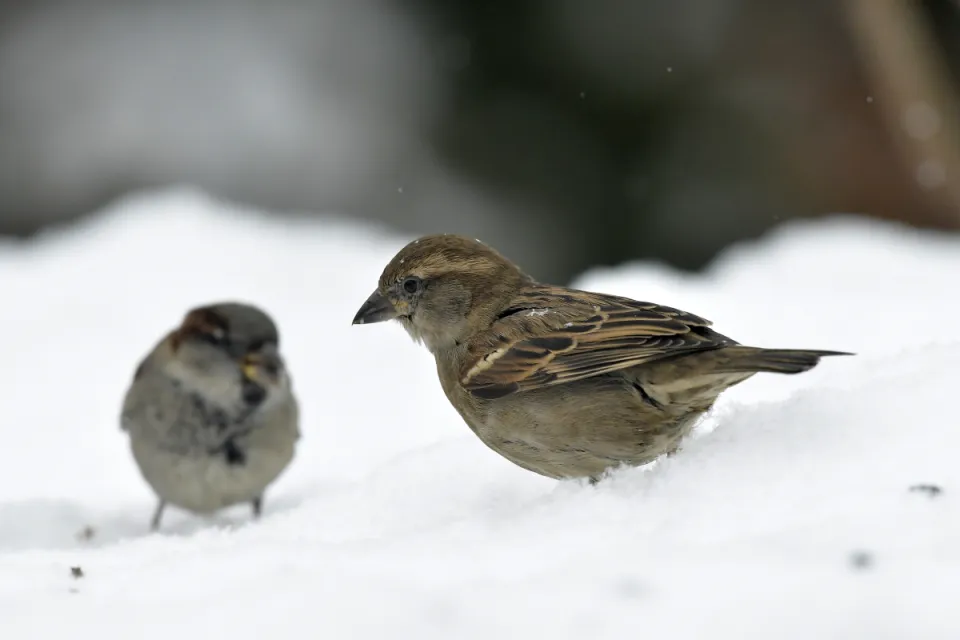 Passer domesticus