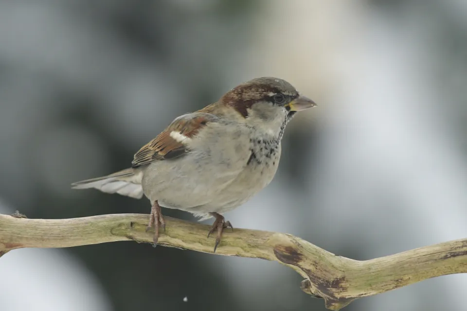 Passer domesticus