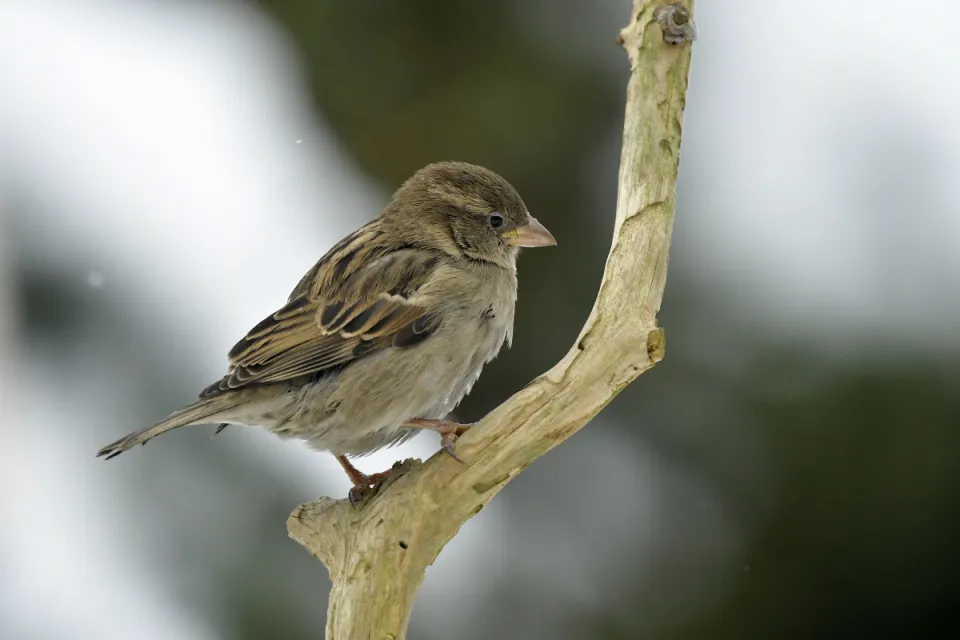 Passer domesticus