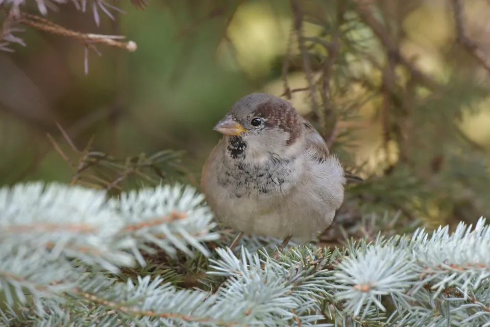 Passer domesticus
