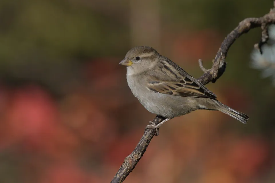 Passer domesticus