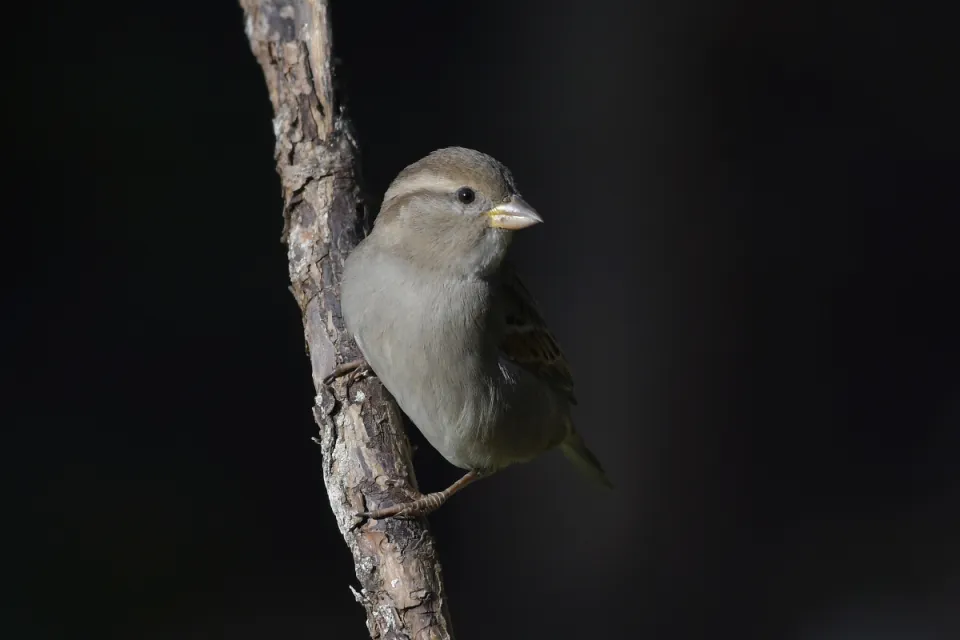 Passer domesticus