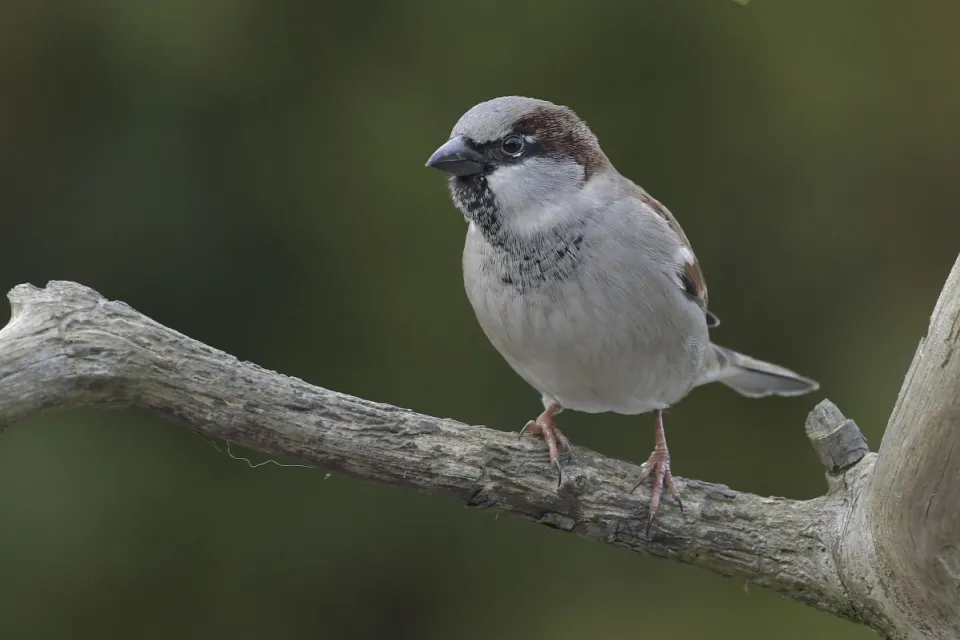 Passer domesticus