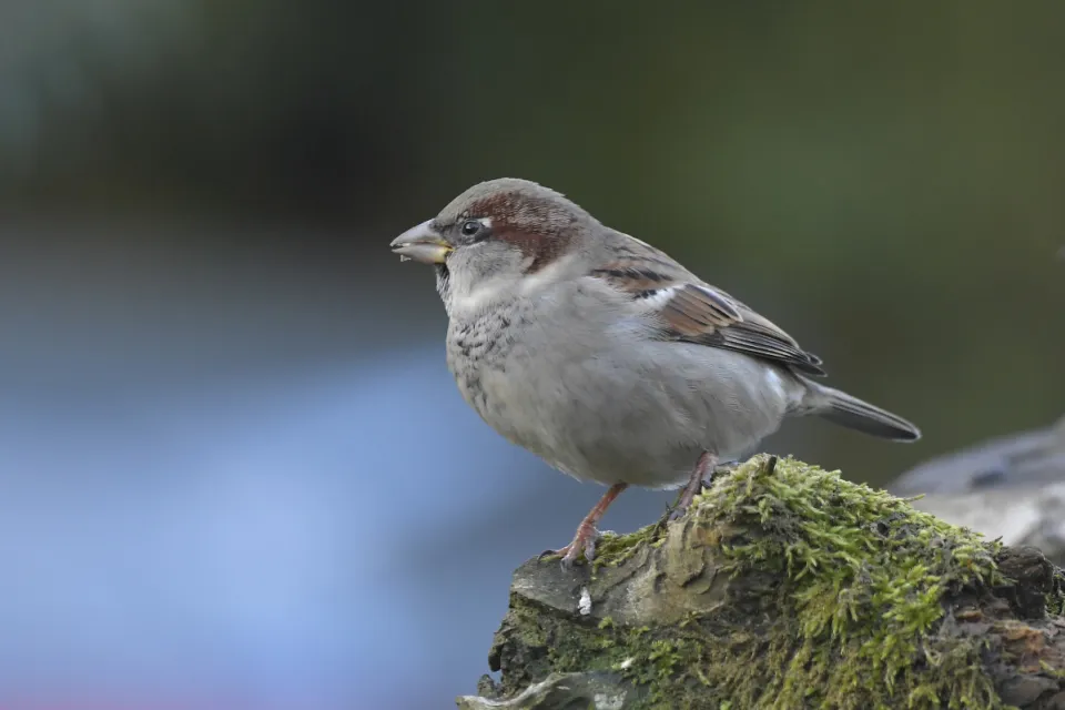 Passer domesticus