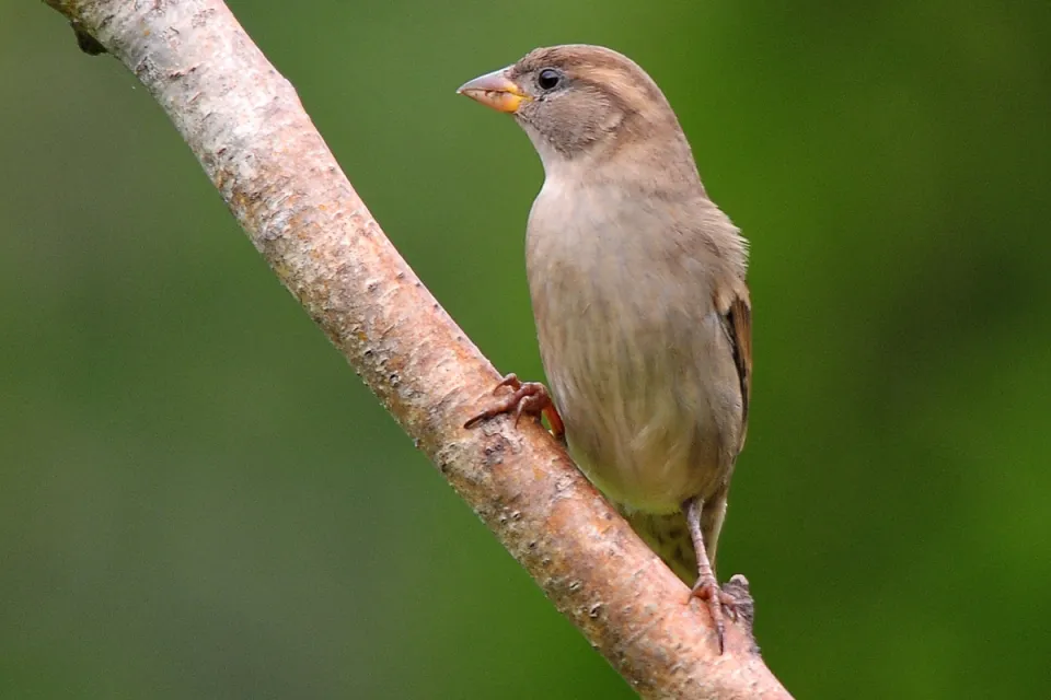 Wróbel