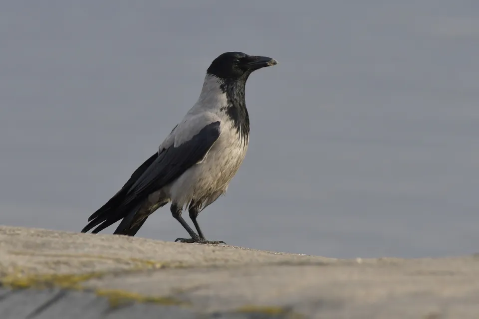 Corvus cornix