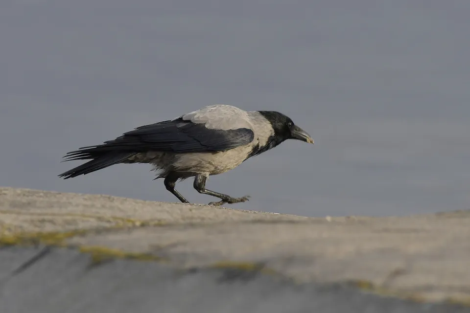 Corvus cornix