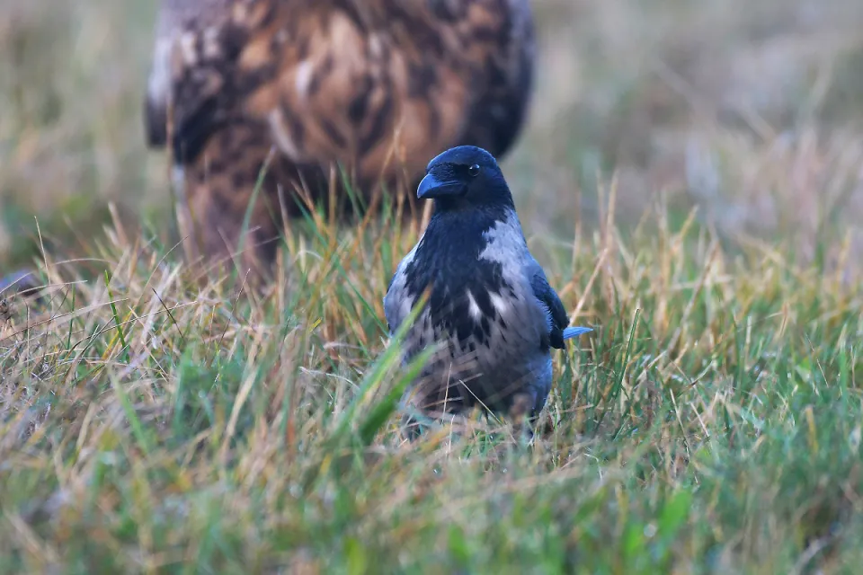 Corvus cornix