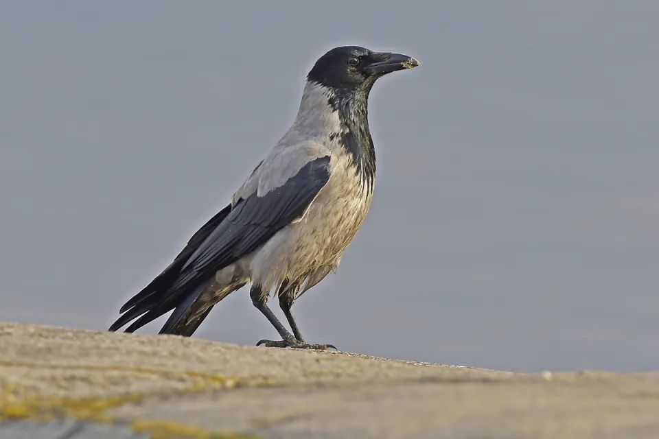 Corvus cornix