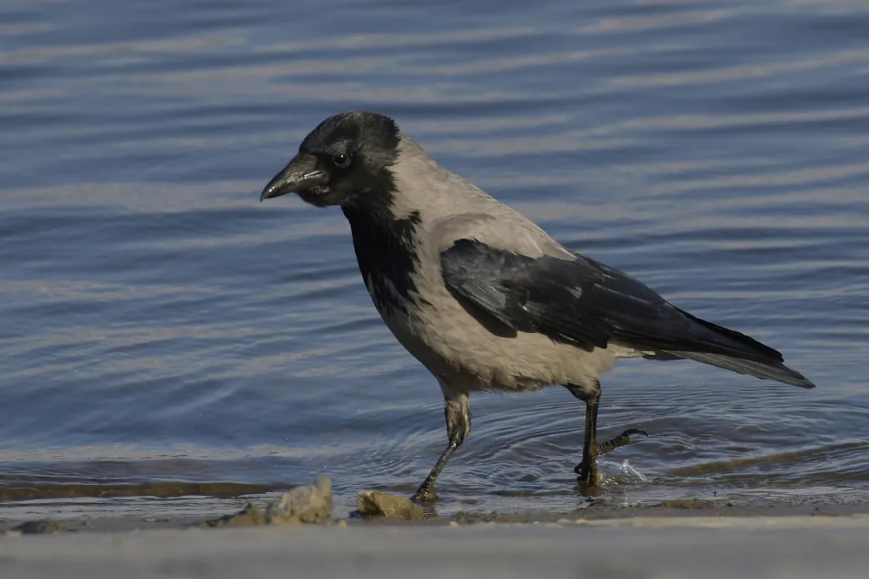 Corvus cornix