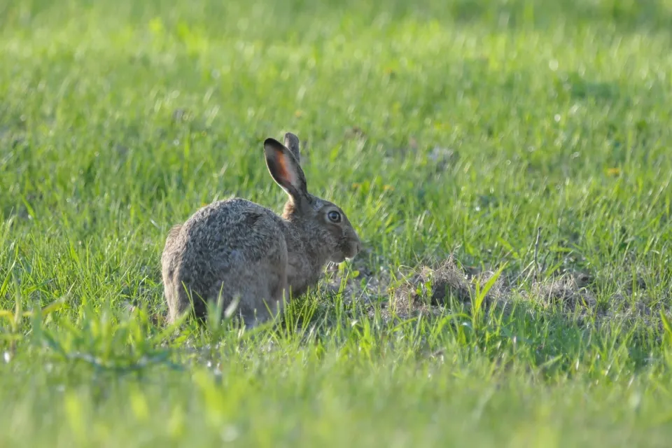 Lepus europaeus