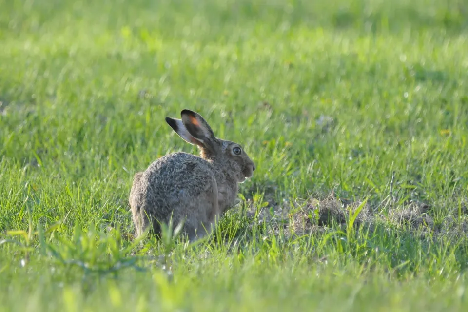 Lepus europaeus