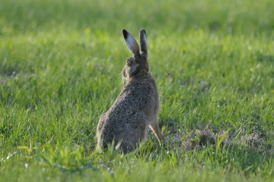 Lepus europaeus