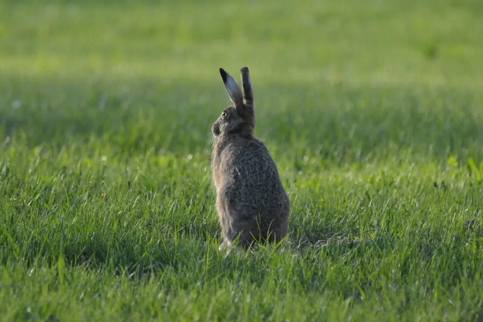 Lepus europaeus