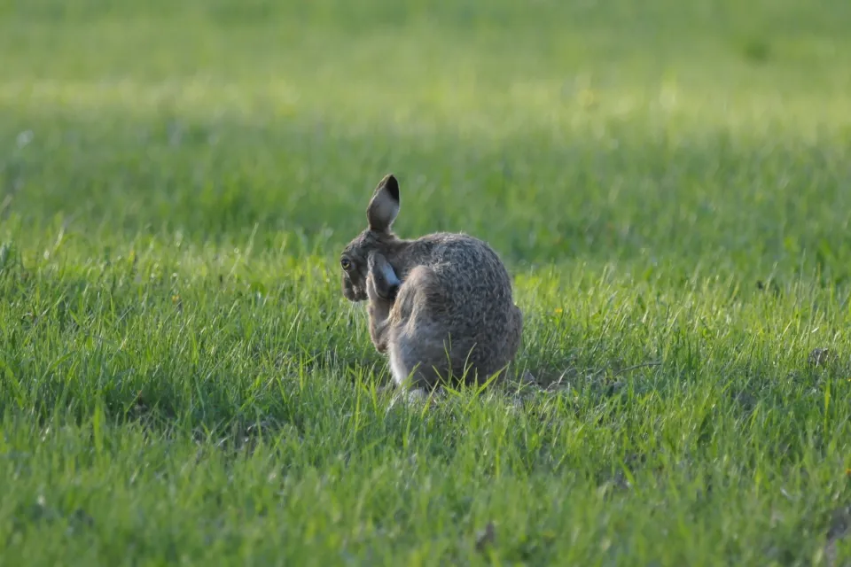 Lepus europaeus