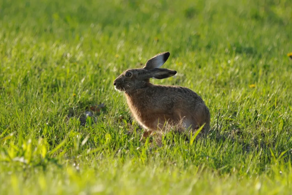 Lepus europaeus