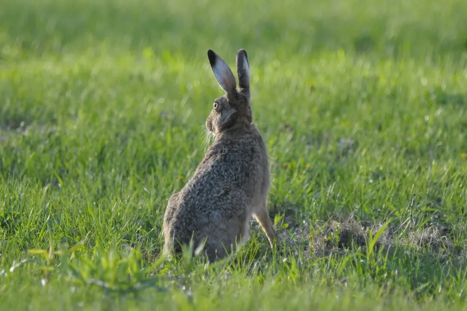 Lepus europaeus
