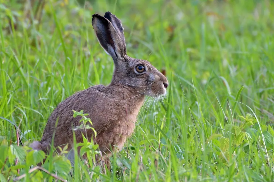Lepus europaeus