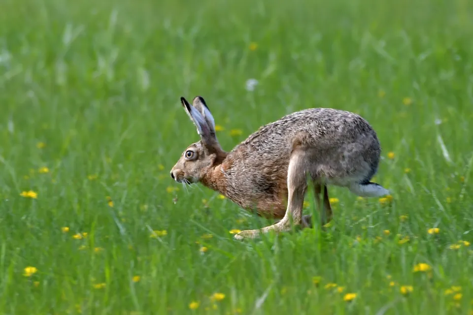 Lepus europaeus