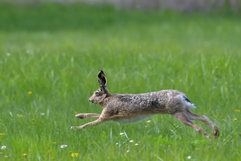Lepus europaeus