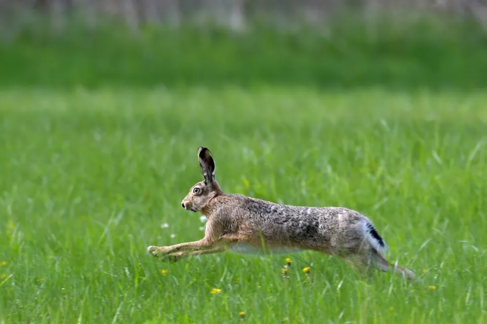Lepus europaeus
