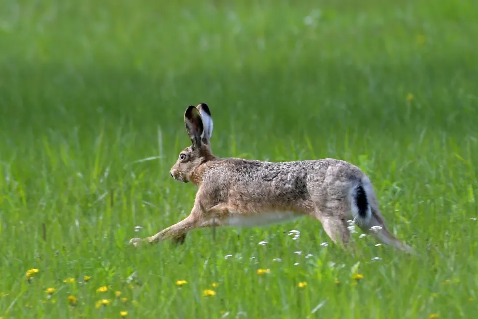 Lepus europaeus