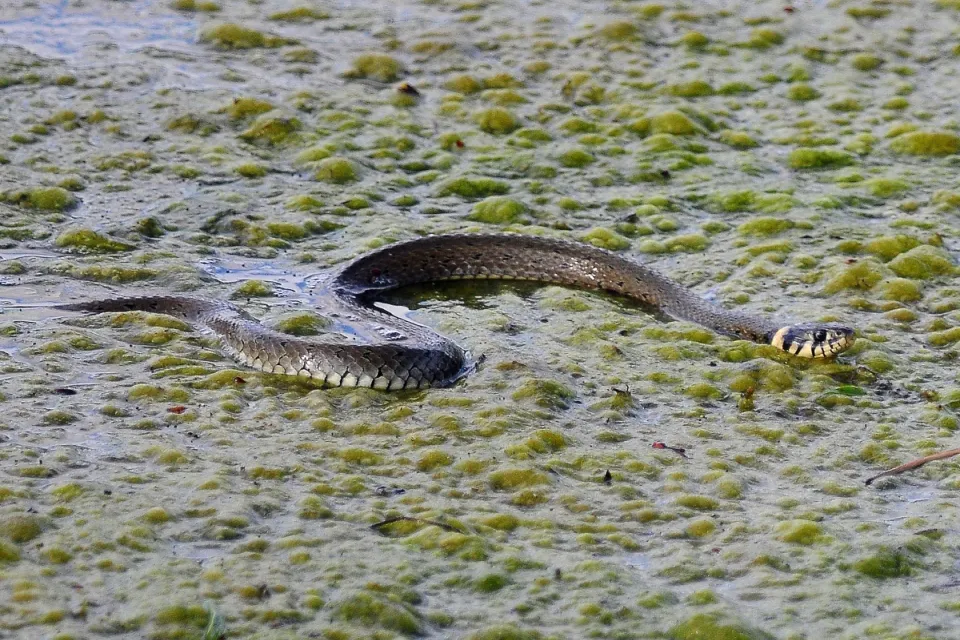 Natrix natrix