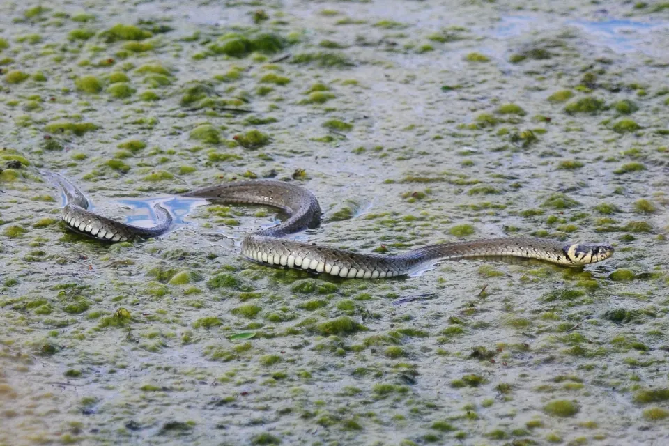 Natrix natrix