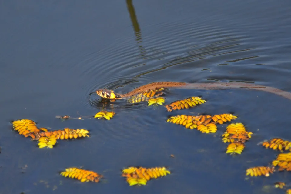 Natrix natrix