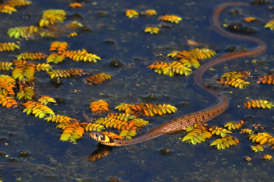 Natrix natrix