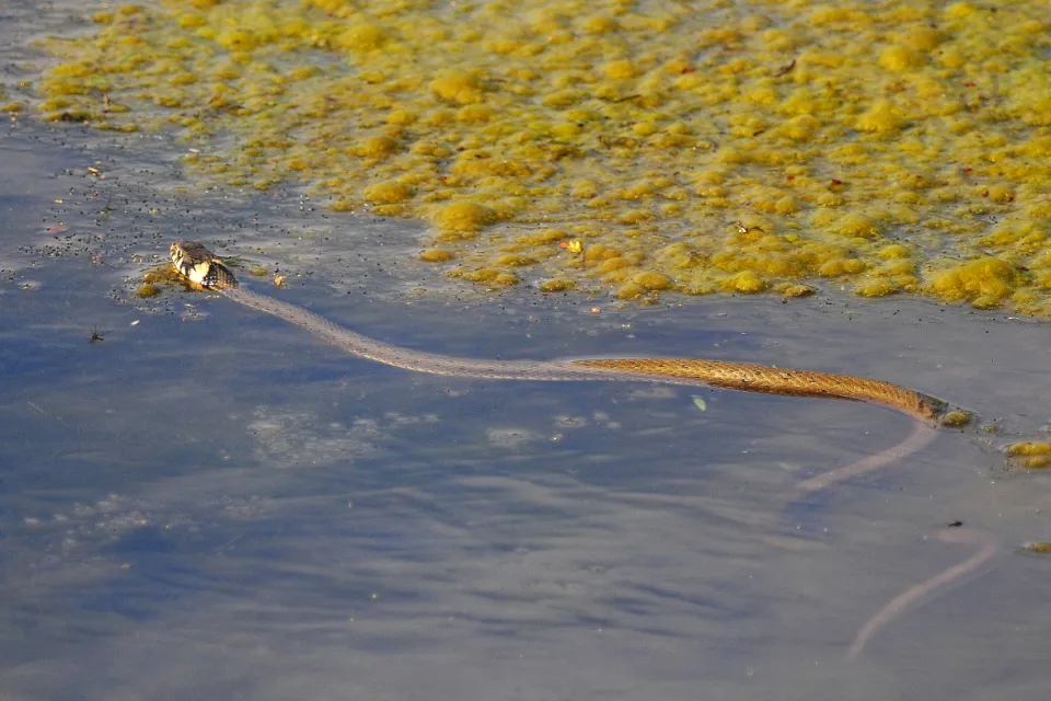 Natrix natrix