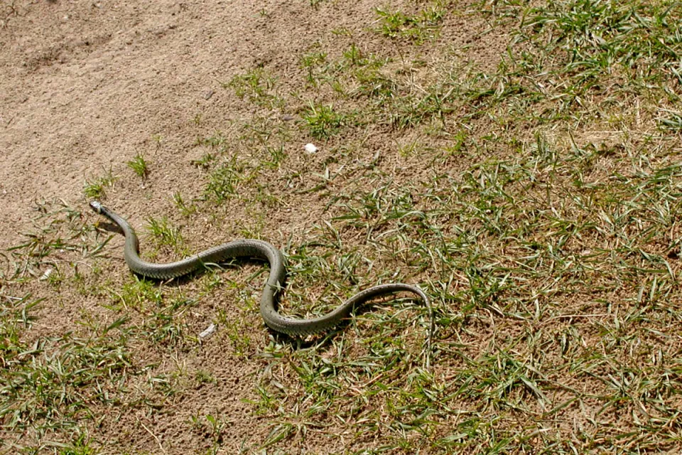 Natrix natrix