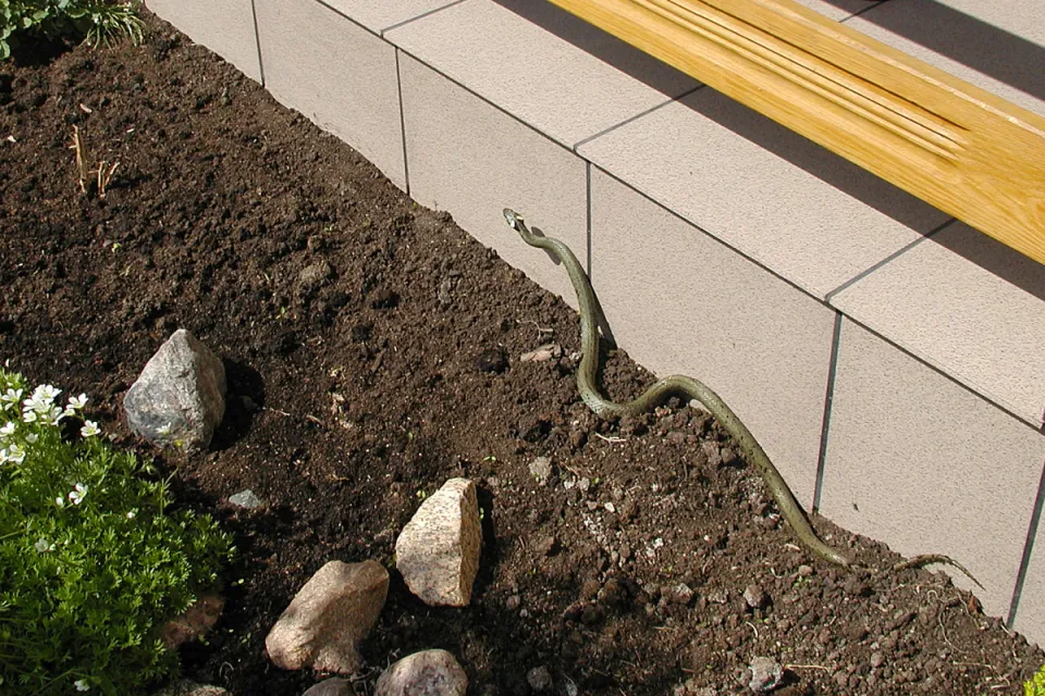 Natrix natrix