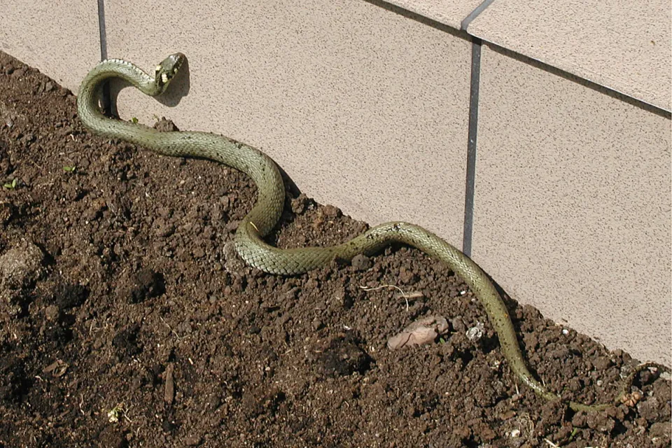 Natrix natrix