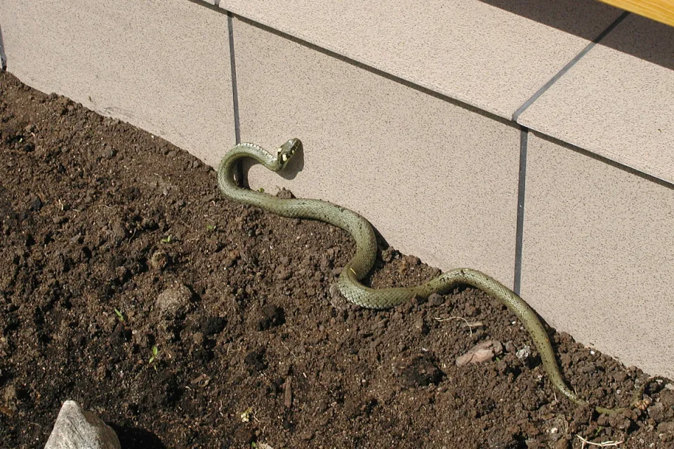 Natrix natrix