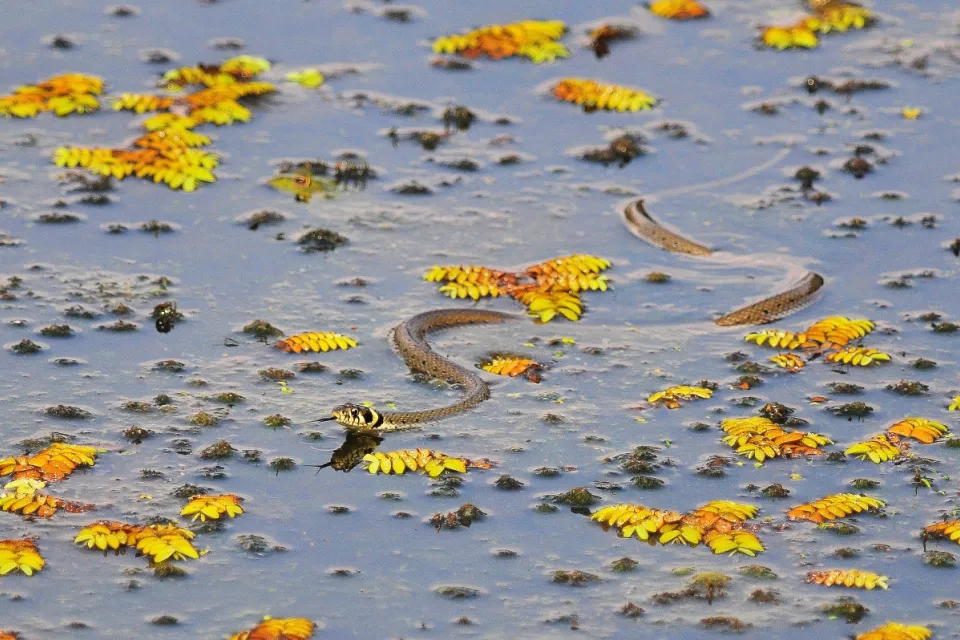 Grass snake
