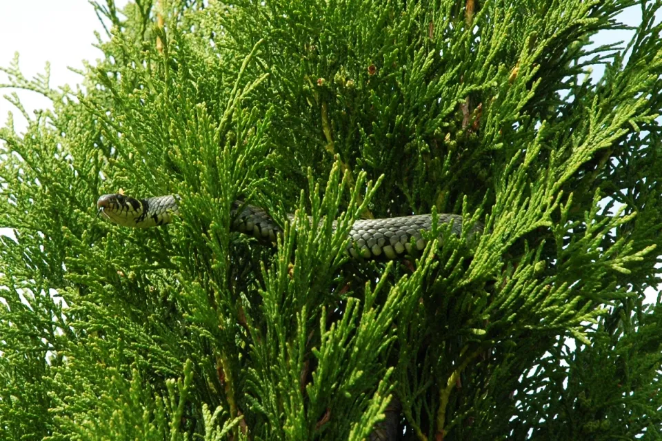 Grass snake