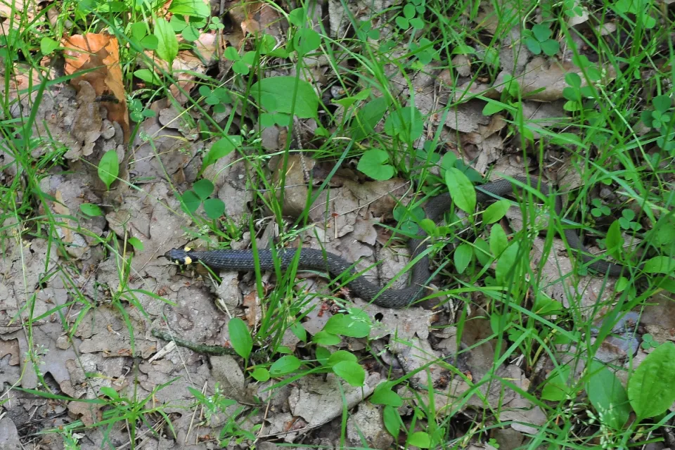 Grass snake