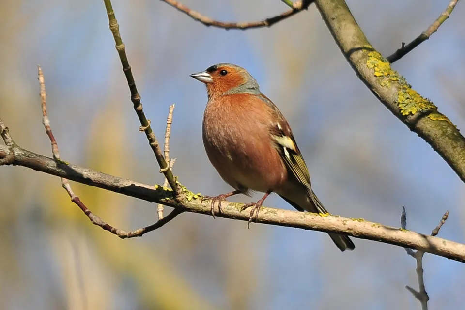 Zięba