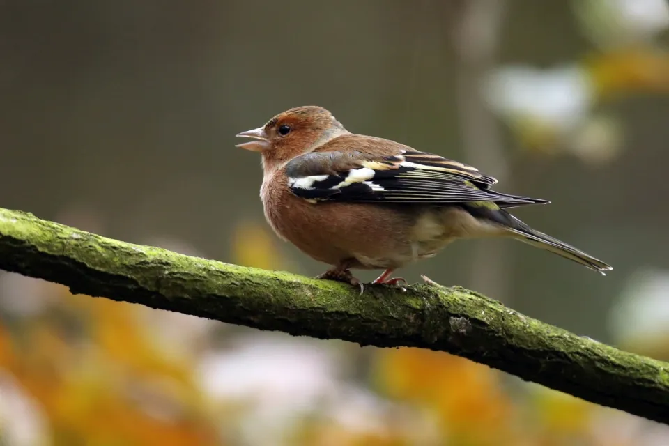Zięba
