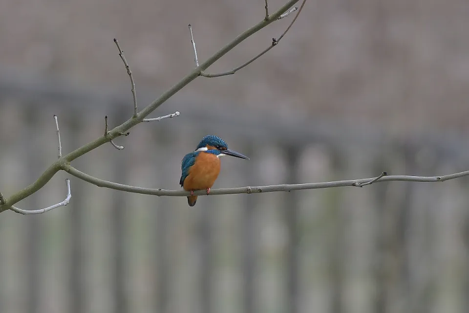 Alcedo atthis