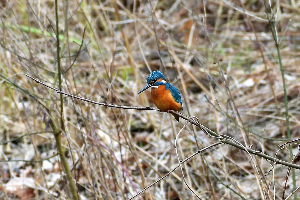 Alcedo atthis