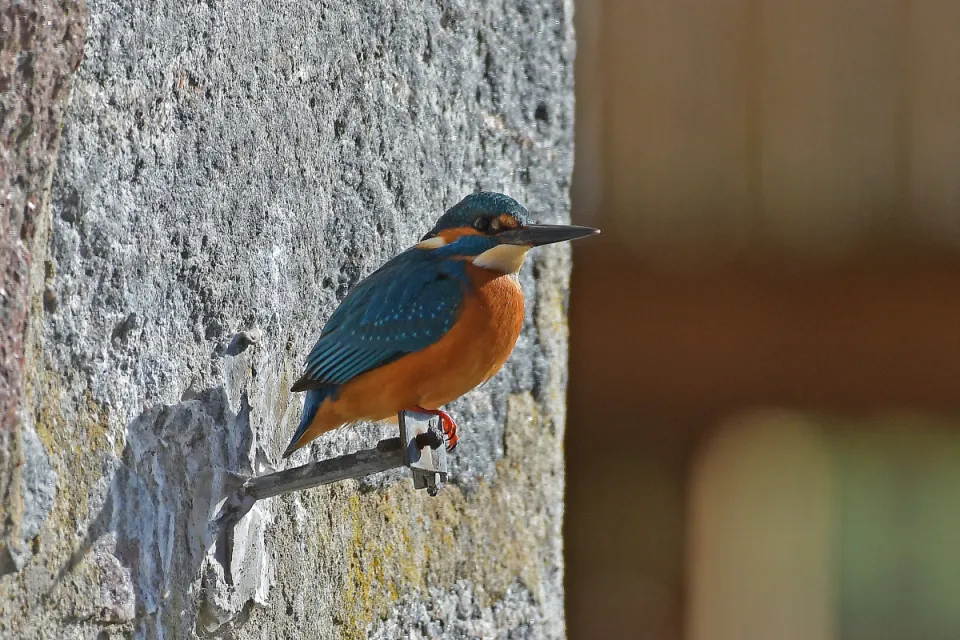 Alcedo atthis