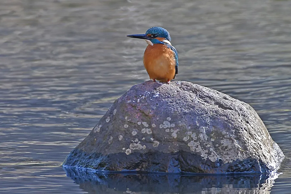 Alcedo atthis