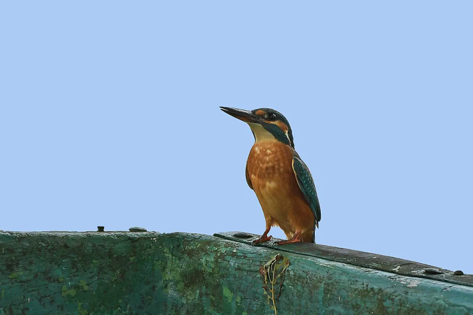 Alcedo atthis
