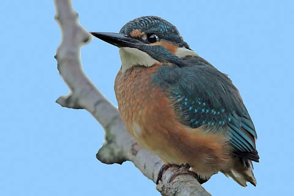 Alcedo atthis